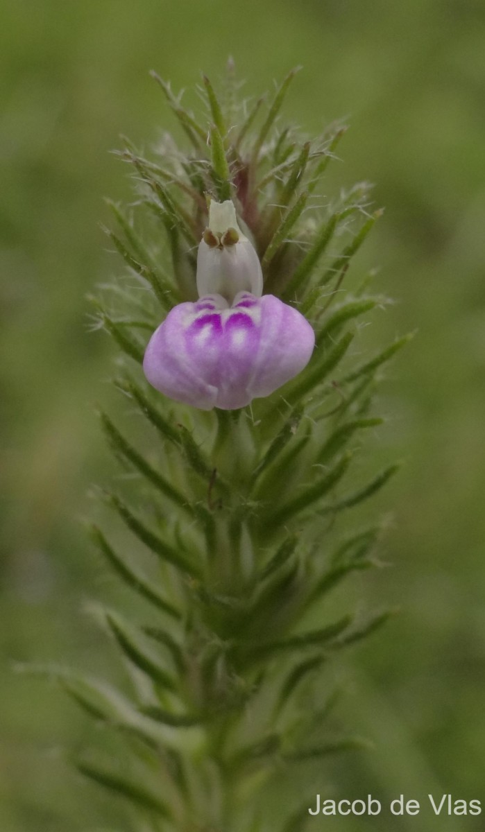 Rostellularia procumbens (L.) Nees